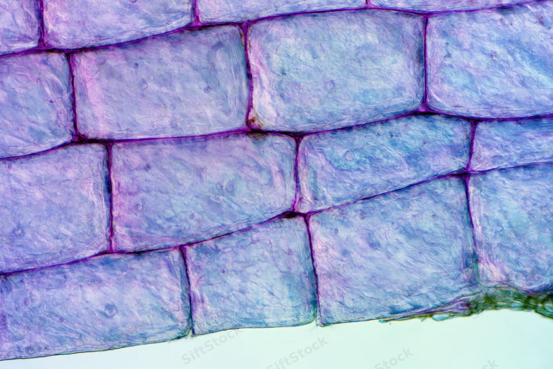 Light microscopy view of onion epidermal cells stained and magnified for biological study