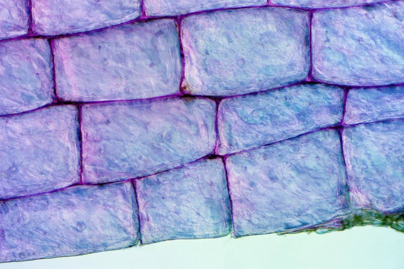 Light microscopy view of onion epidermal cells stained and magnified for biological study