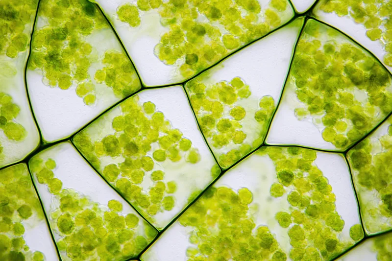 Magnified view of plant cells showing chloroplasts under light microscopy