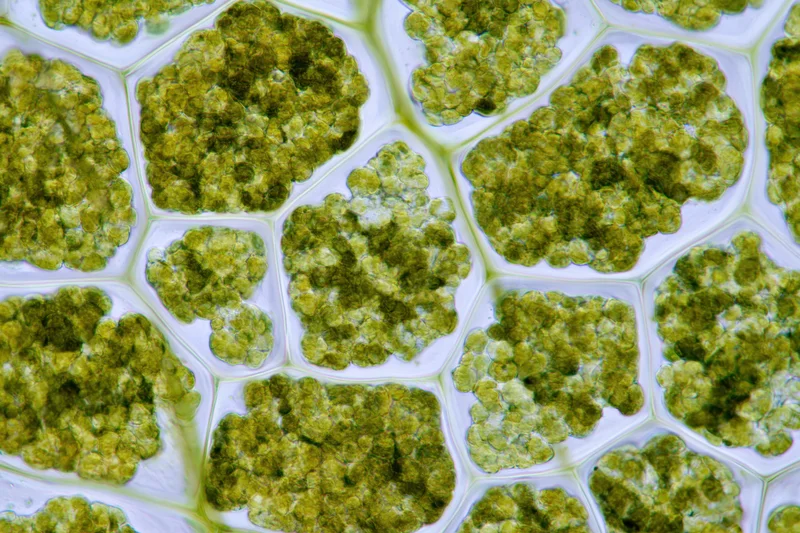 Plant leaf cells under light microscopy showing chloroplasts within cell walls
