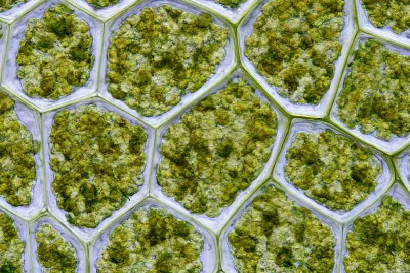 Magnified view of plant leaf cells showing chloroplasts arranged in a hexagonal pattern
