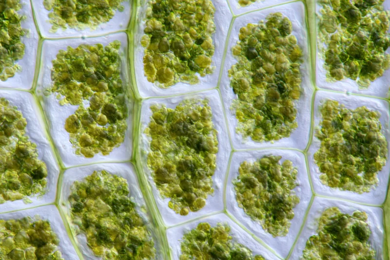 Magnified view of plant leaf cells showing chloroplasts under light microscopy