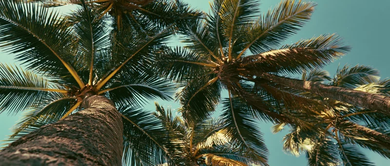 Upward view through palm tree fronds against a blue sky
