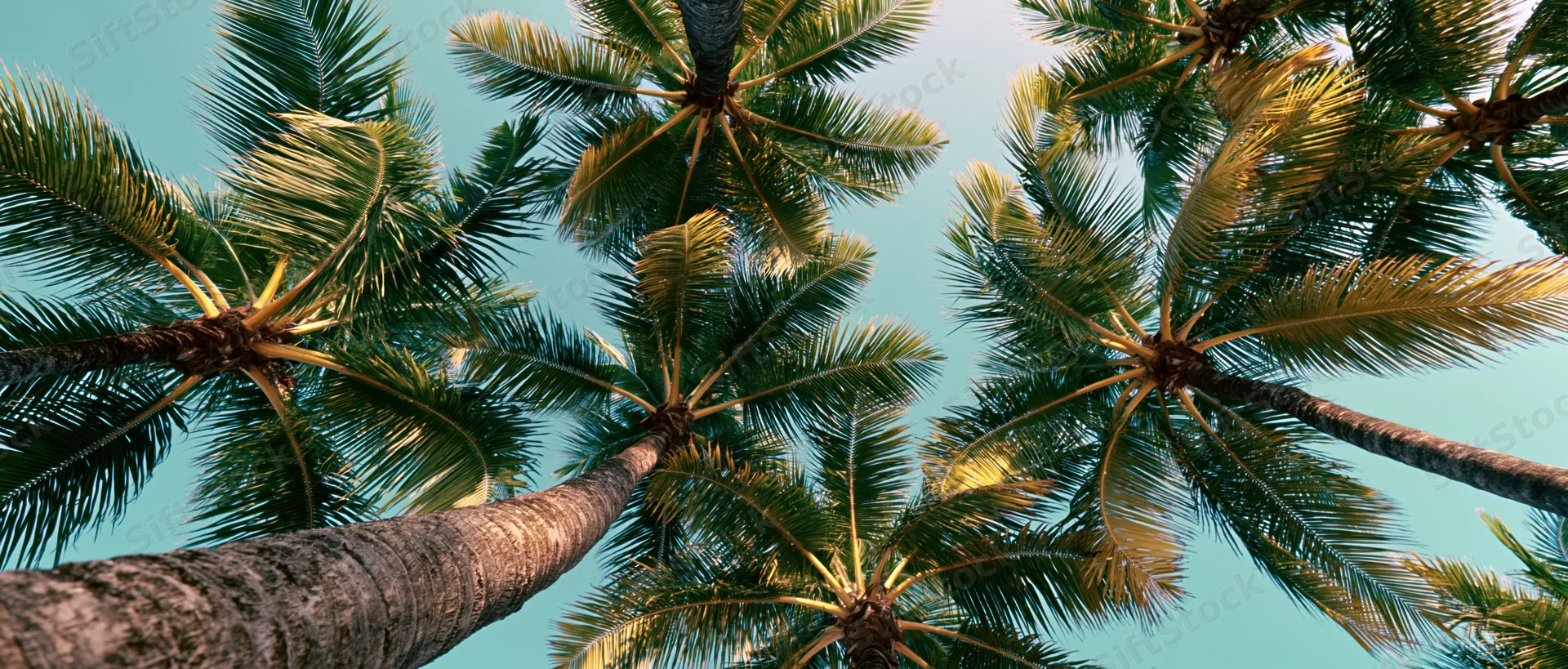 View looking up through palm trees against a blue sky in a tropical setting