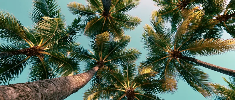 View looking up through palm trees against a blue sky in a tropical setting