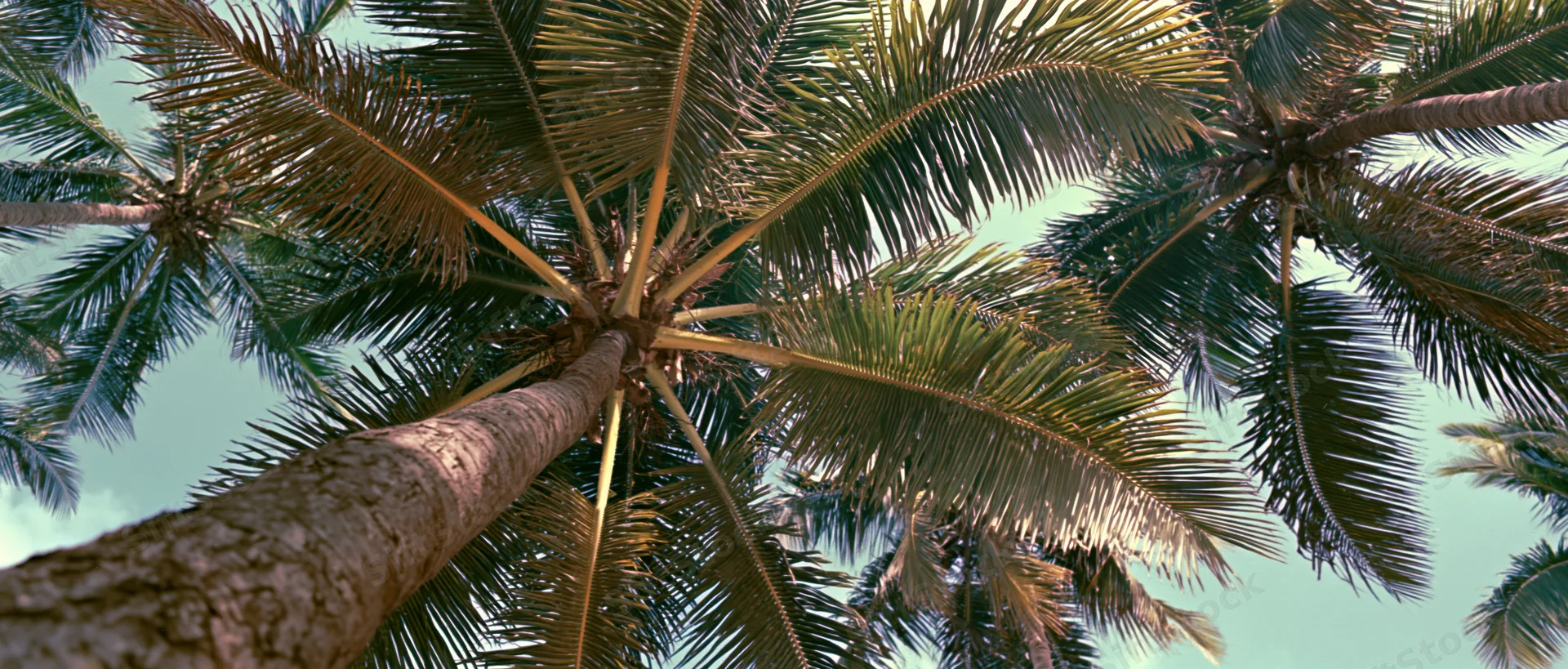 View looking up through palm tree fronds against a pale sky