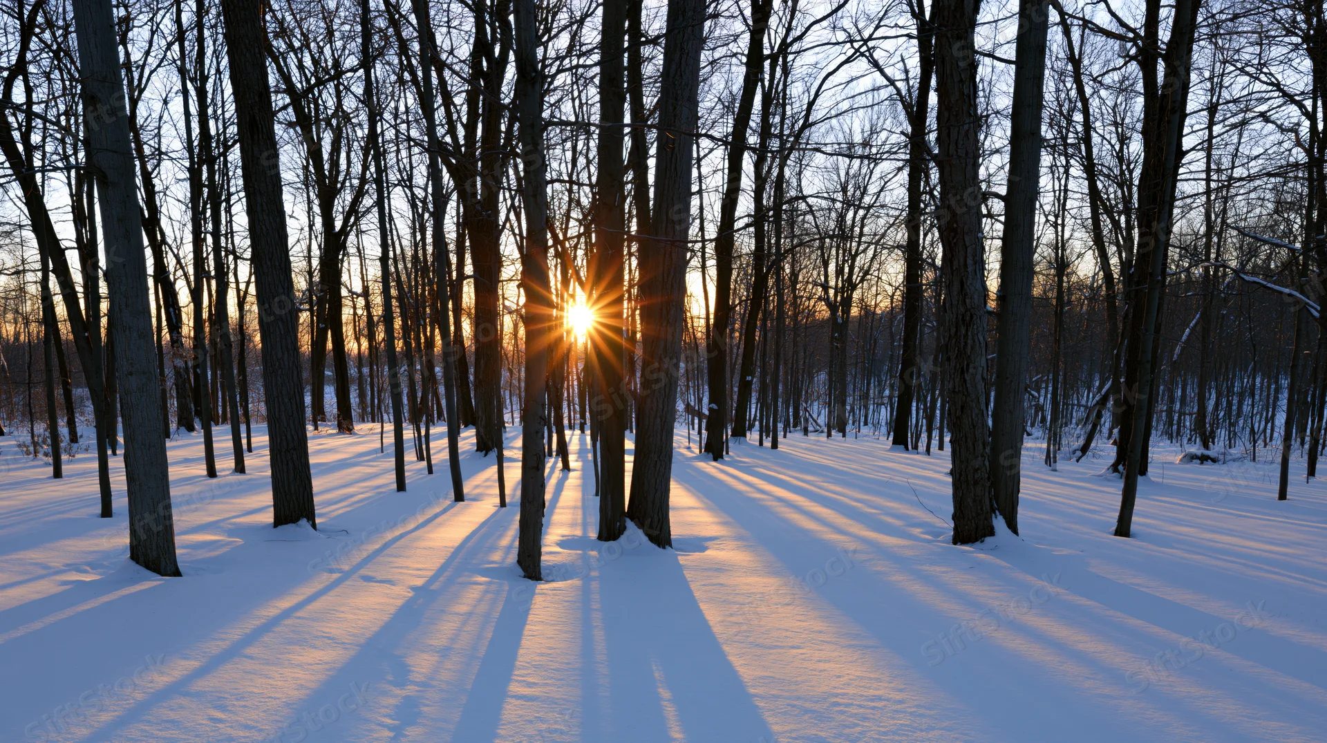 Low winter sun shining through bare deciduous trees in snow-covered forest at sunset