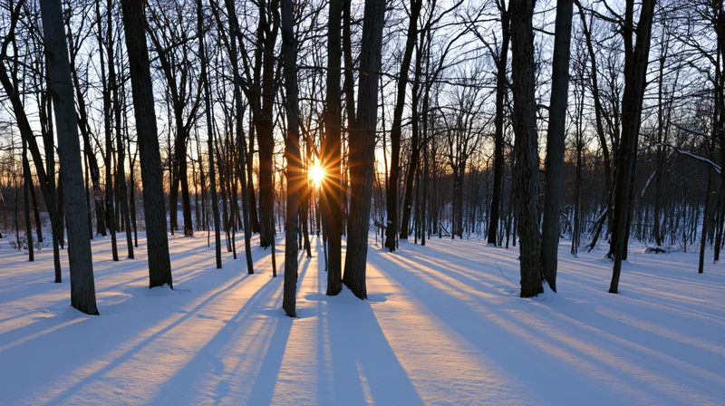 Low winter sun shining through bare deciduous trees in snow-covered forest at sunset