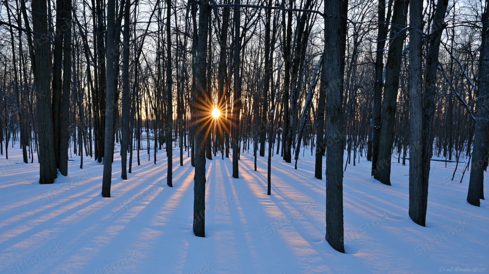 Low winter sun shining through bare deciduous trees in snow-covered forest