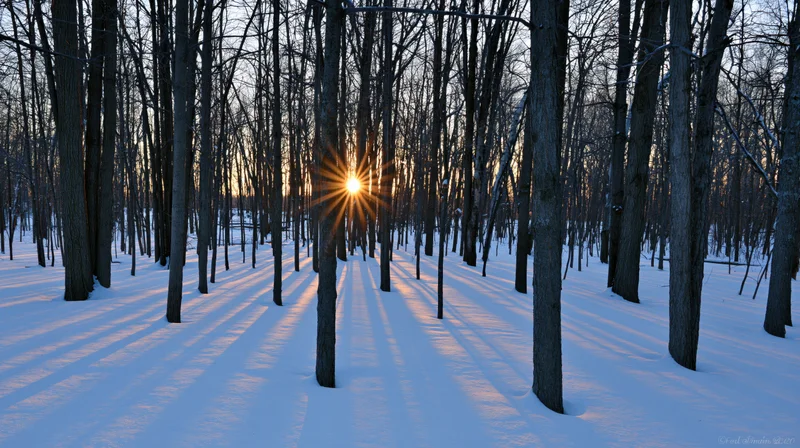 Low winter sun shining through bare deciduous trees in snow-covered forest