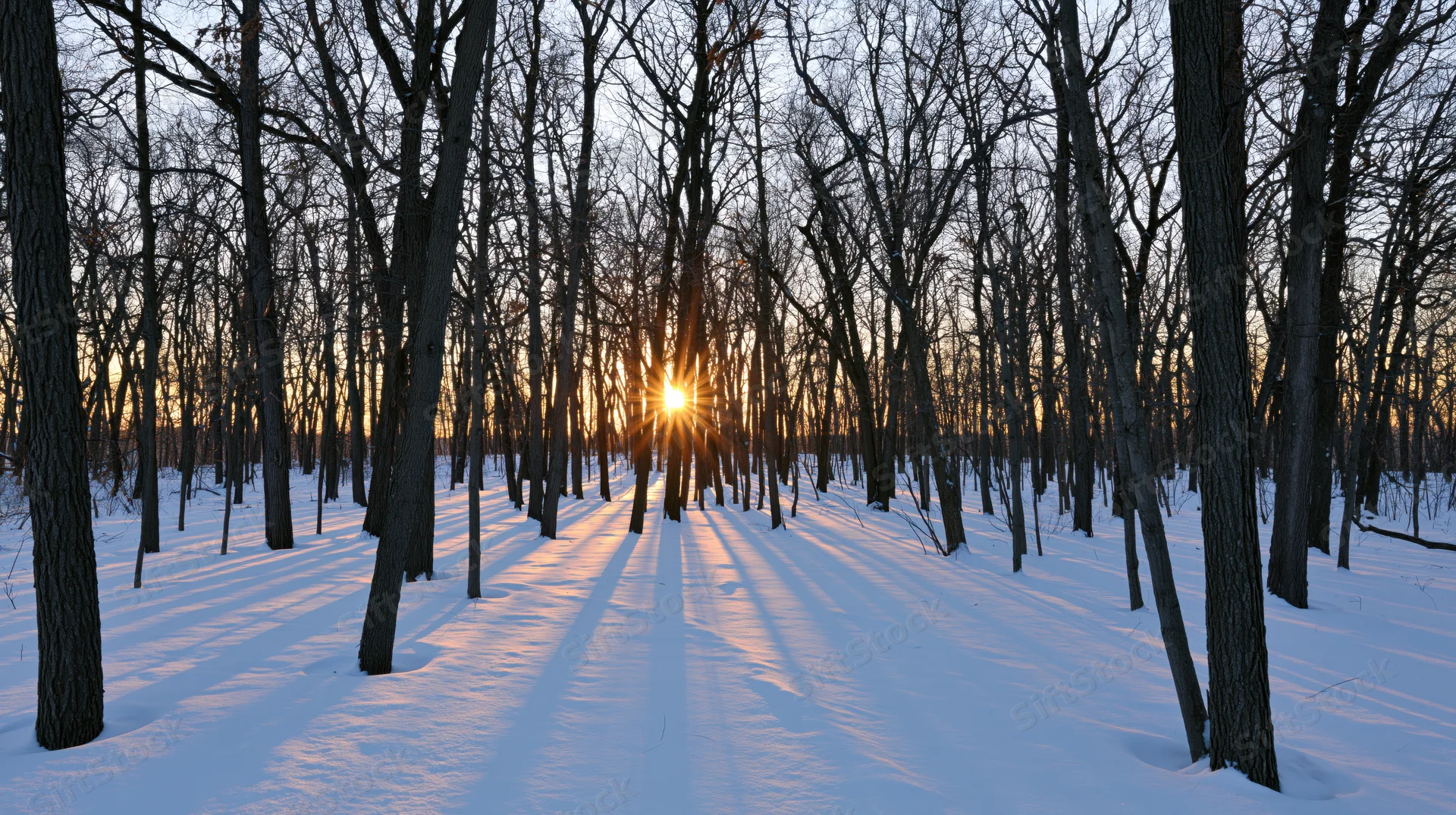 Low winter sun shining through bare deciduous trees in a snow-covered forest