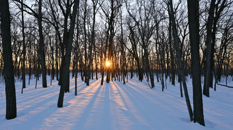 Low winter sun shining through bare deciduous trees in a snow-covered forest