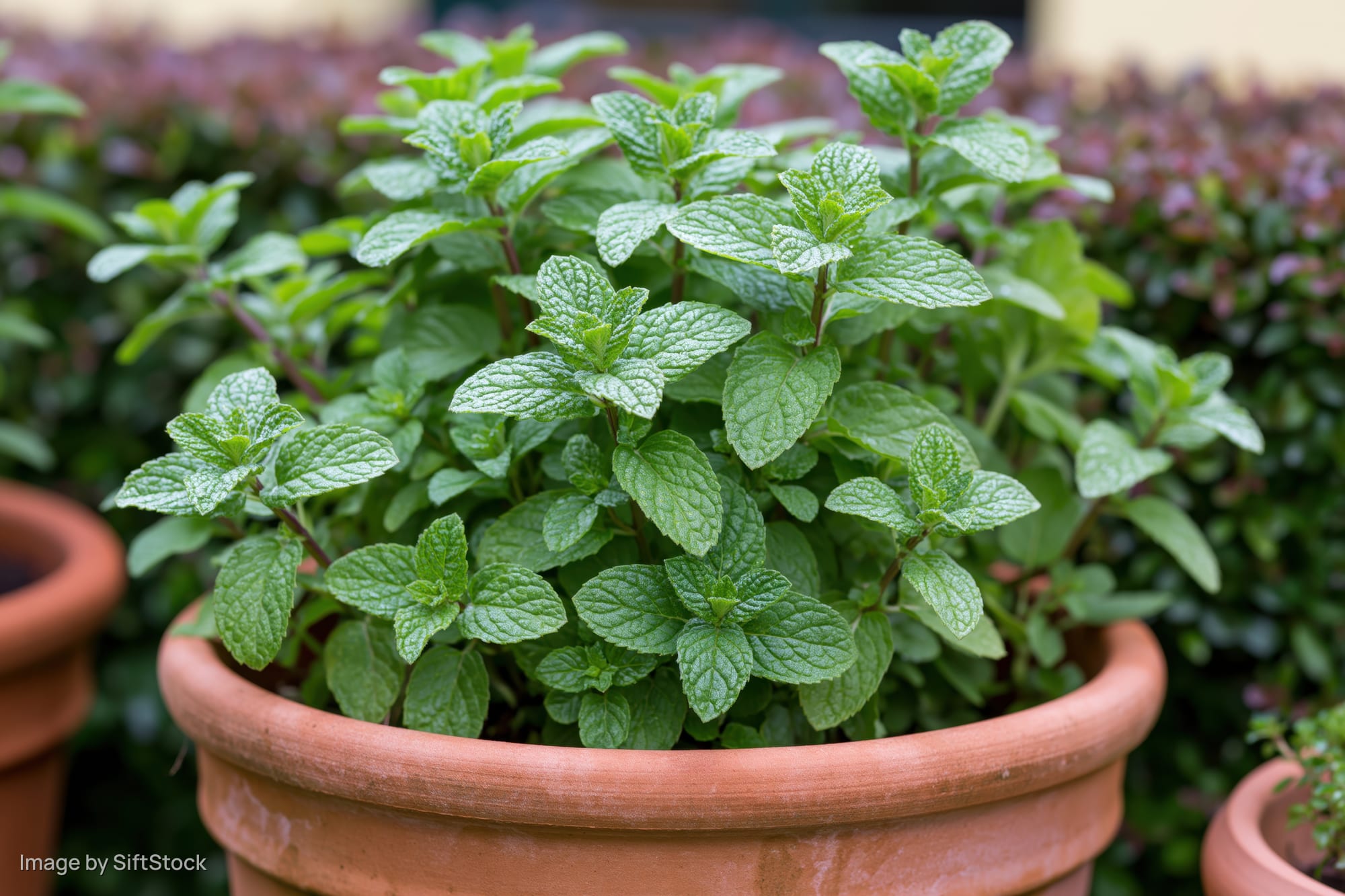 Lush mint plant growing densely in a terracotta pot outdoors