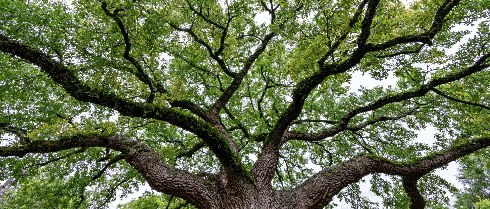 Ancient live oak tree viewed from below with sprawling branches and moss-covered trunk against overcast sky