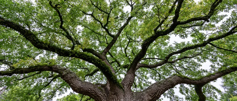 Ancient live oak tree viewed from below with sprawling branches and moss-covered trunk against overcast sky
