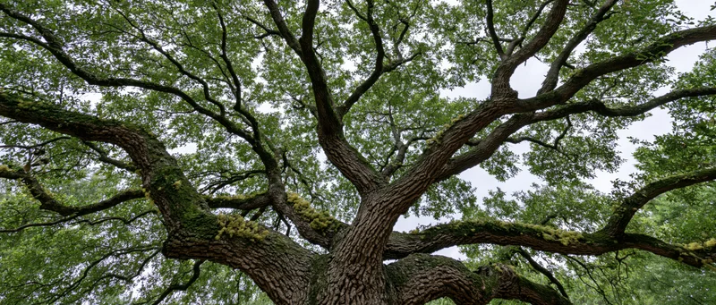 Ancient live oak tree viewed from below with sprawling branches and moss-covered trunk against overcast sky