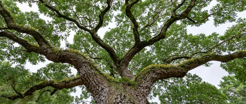 Ancient live oak tree viewed from below with sprawling branches and moss-covered trunk against overcast sky