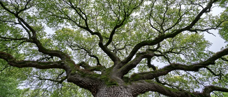 Low-angle view of massive ancient live oak tree with sprawling branches and moss-covered trunk against overcast sky