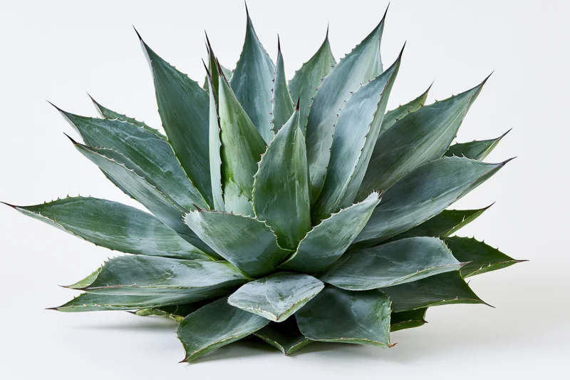 Mature agave plant with thick pointed leaves radiating outward on white background