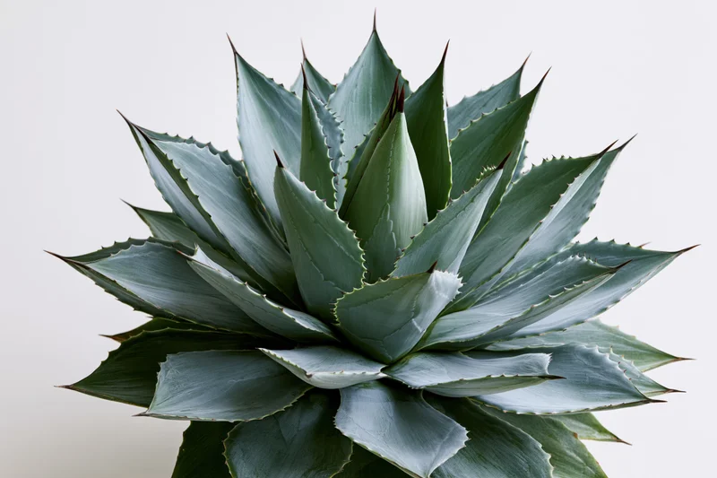 Mature agave plant with thick pointed leaves radiating outward against white background