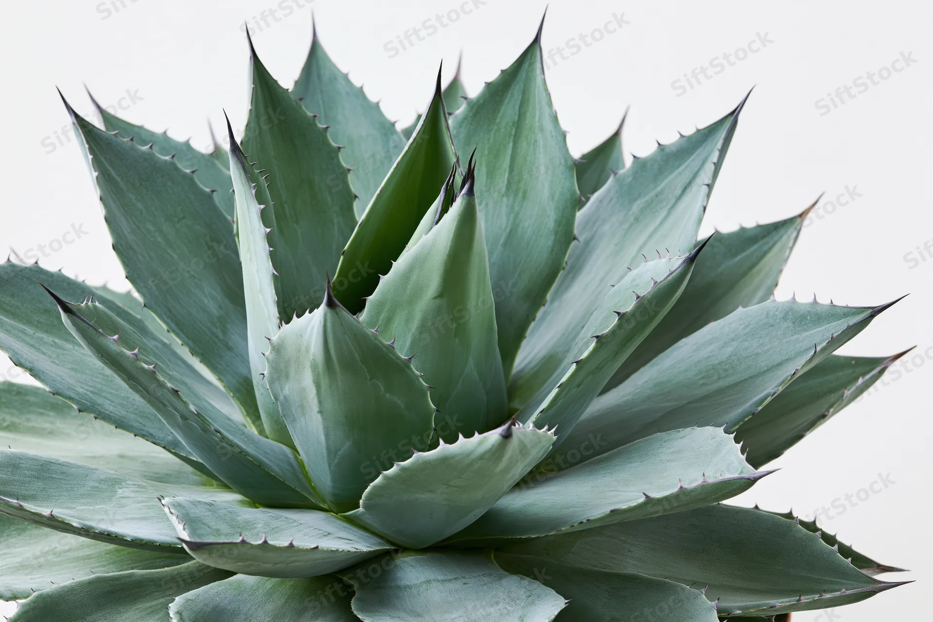 Closeup of a mature agave plant with thick pointed leaves radiating outward against a white background