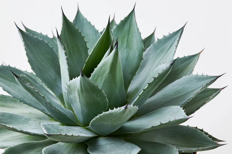 Closeup of a mature agave plant with thick pointed leaves radiating outward against a white background