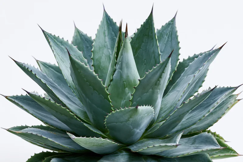 Close-up of a mature agave plant with thick pointed leaves radiating outward against a white background