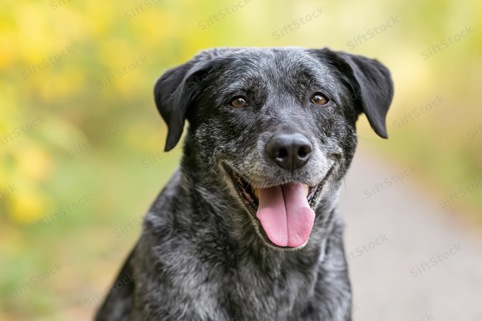 Grey and black mixed-breed dog sitting outdoors with tongue out, looking at camera