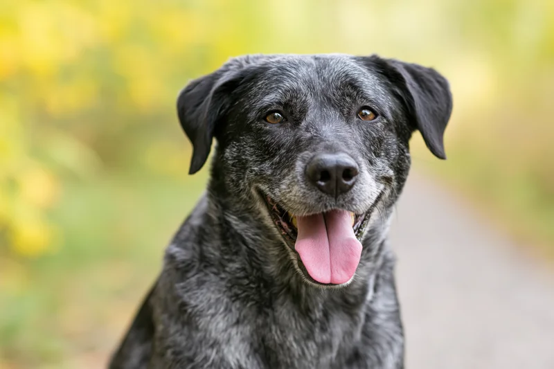 Grey and black mixed-breed dog sitting outdoors with tongue out, looking at camera