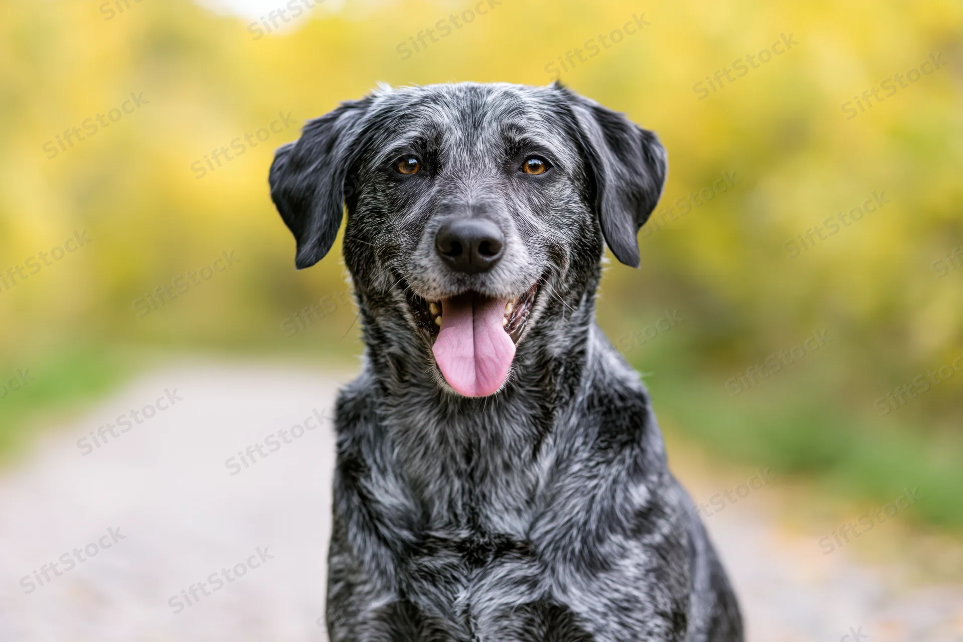 Grey and black mixed-breed dog sitting outdoors with tongue out on a gravel path surrounded by autumn foliage