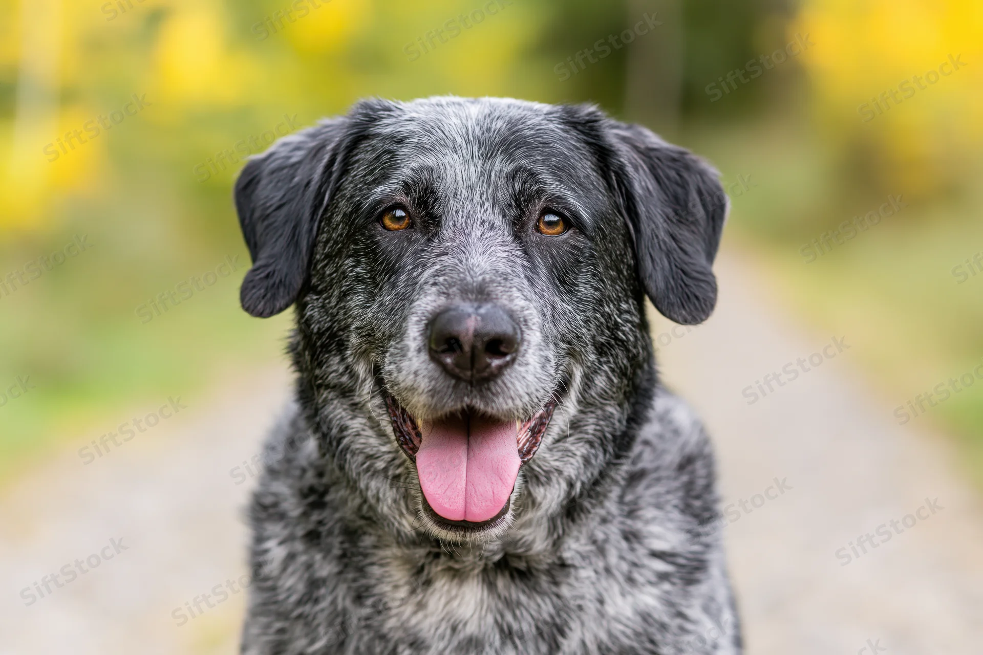 Grey and black mixed-breed dog sitting outdoors with tongue out, looking at camera on a path surrounded by blurred yellow flowers