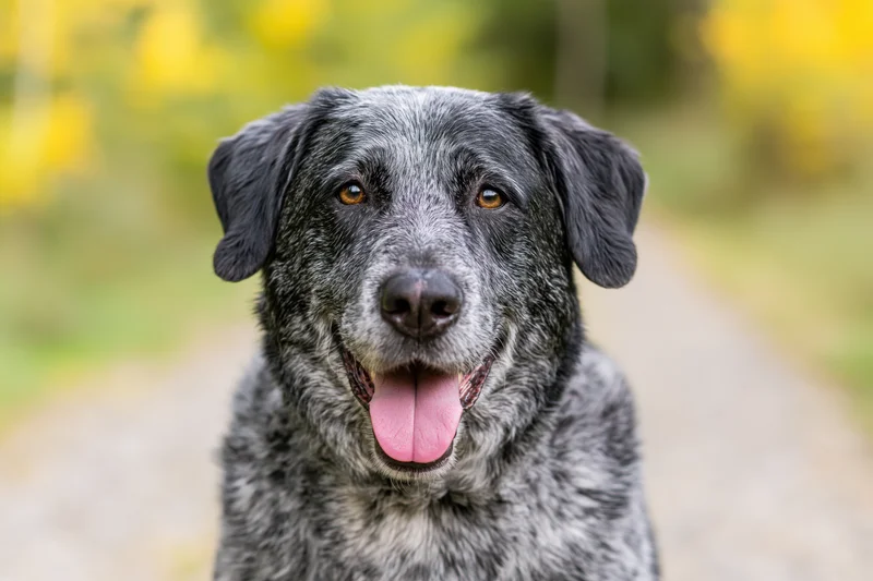 Grey and black mixed-breed dog sitting outdoors with tongue out, looking at camera on a path surrounded by blurred yellow flowers
