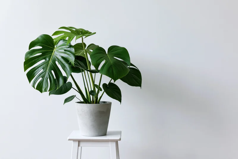 Monstera deliciosa houseplant with large split leaves sitting on a white stool against a plain white wall