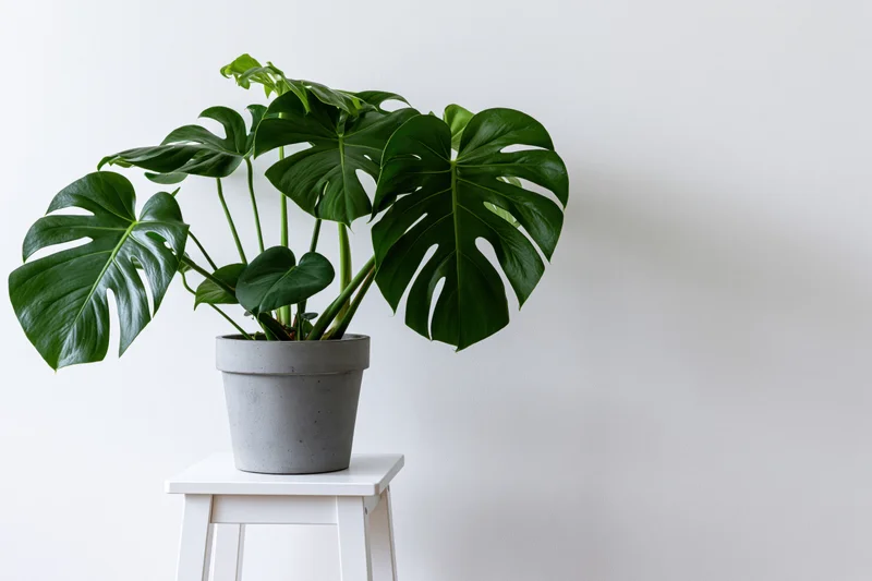 Monstera houseplant with large split leaves in gray pot on white stool against plain wall
