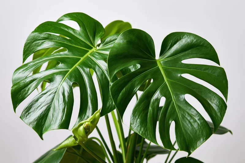 Monstera plant with large split leaves and a bud against a white background