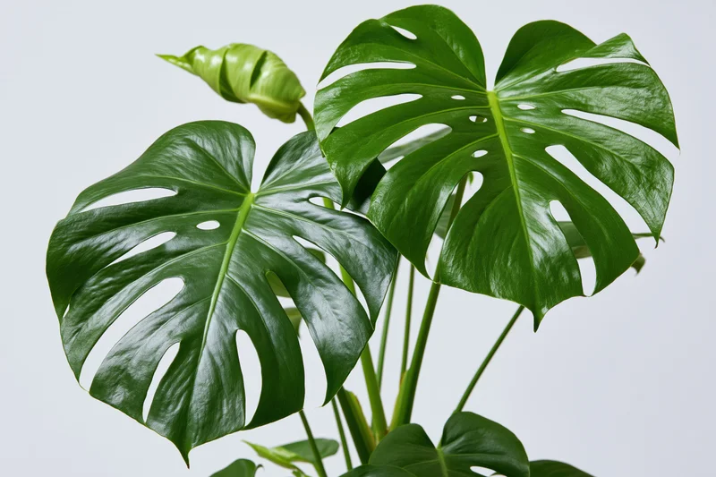 Monstera plant with large split leaves and a new bud against a plain white background