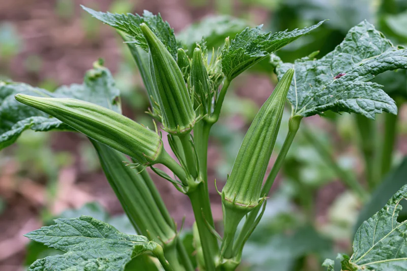 Young green okra pods growing on a plant in a garden with broad leaves and soil in the background