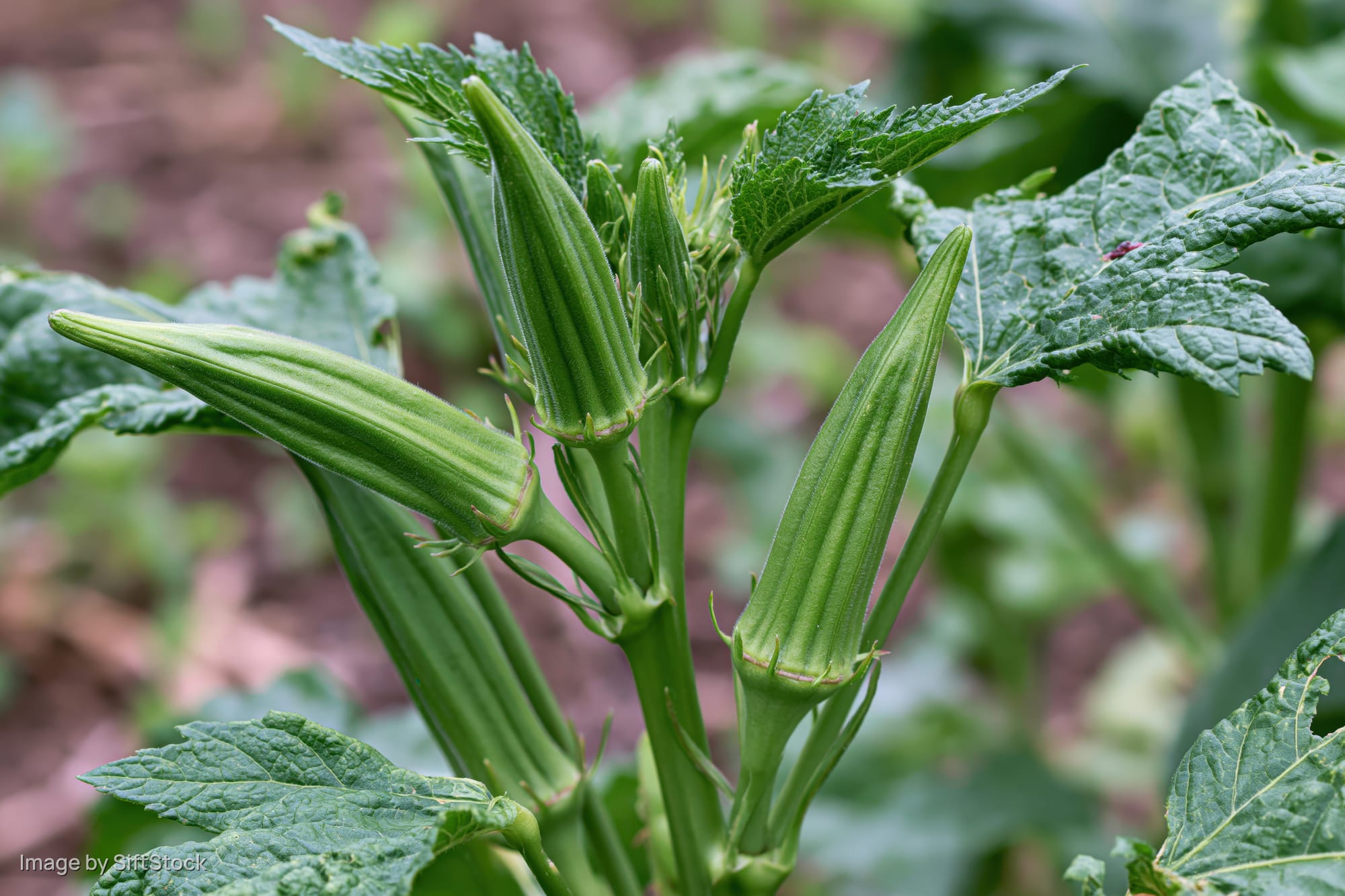 Young green okra pods growing on a plant in a garden with broad leaves and soil in the background