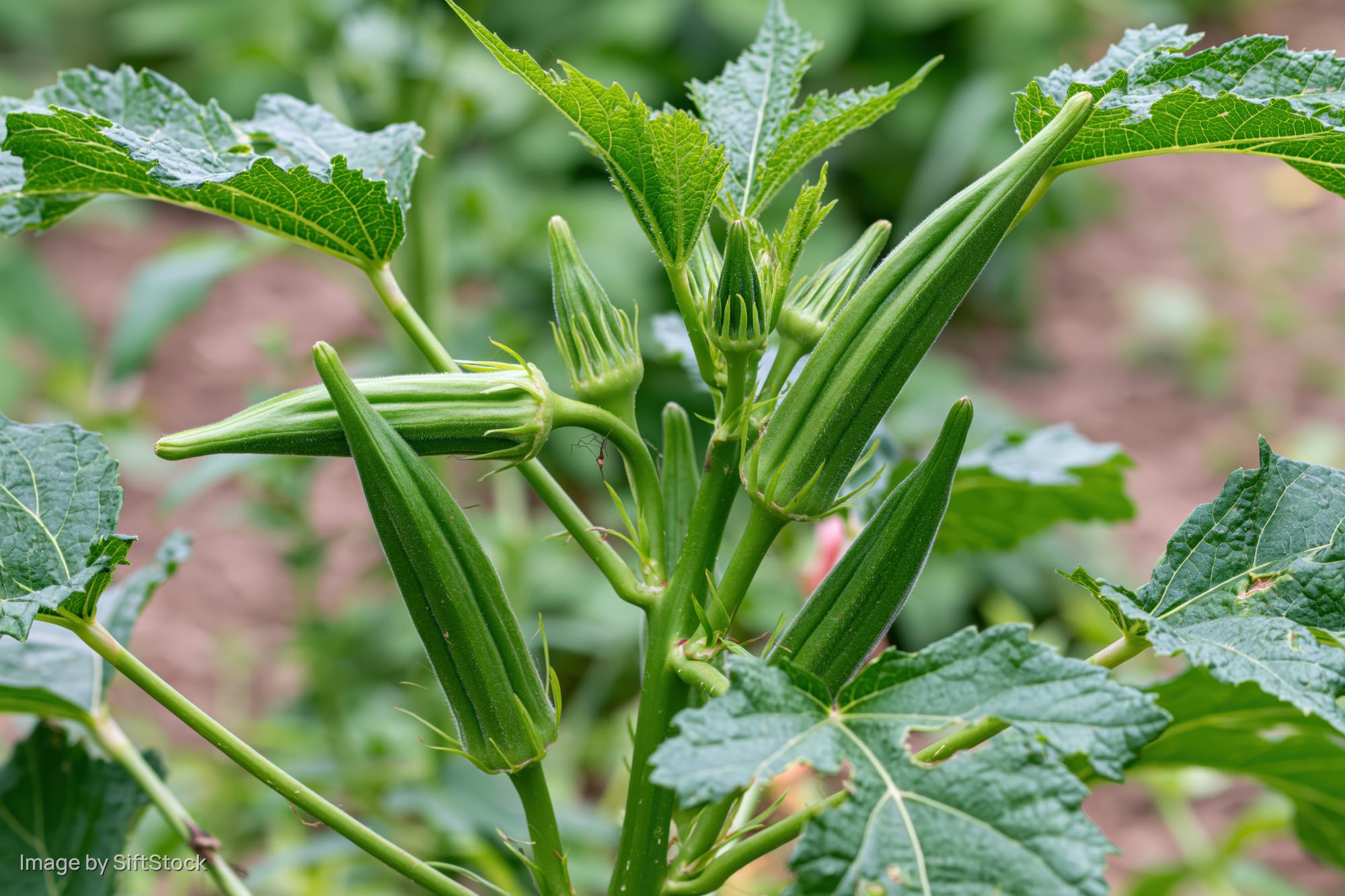 Okra plant with young green pods growing on stems among large leaves in a garden