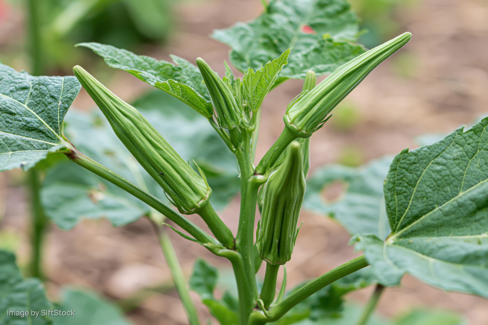 Young okra pods growing on a green plant in a garden