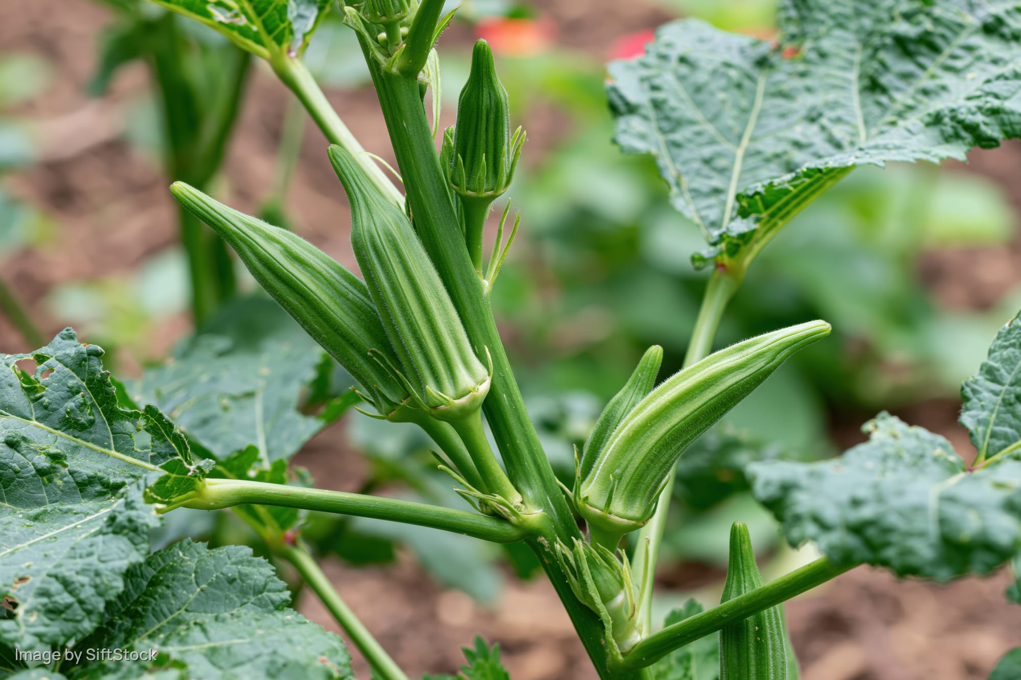 Young green okra pods growing on a plant stem in a garden with large leaves and soil in the background