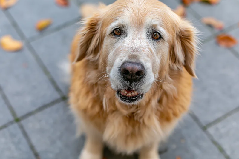 Senior golden retriever sitting on grey tiled pavement looking up with visible teeth and warm eyes