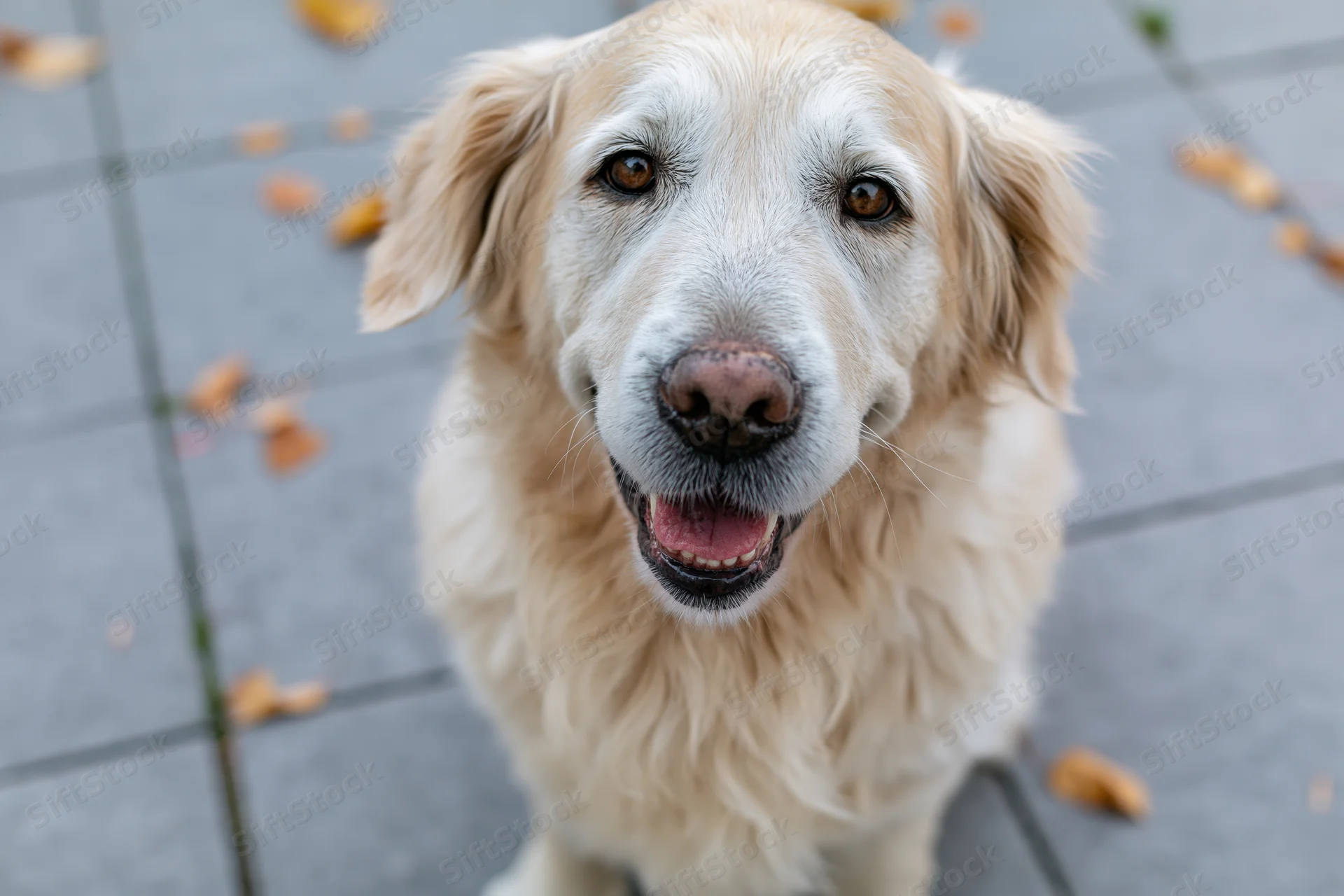 Senior golden retriever looking up with open mouth on gray tiled pavement scattered with autumn leaves