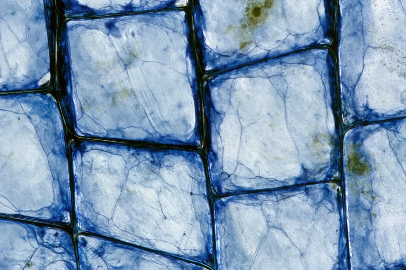 Magnified view of onion epidermal cells stained with methylene blue dye under microscope