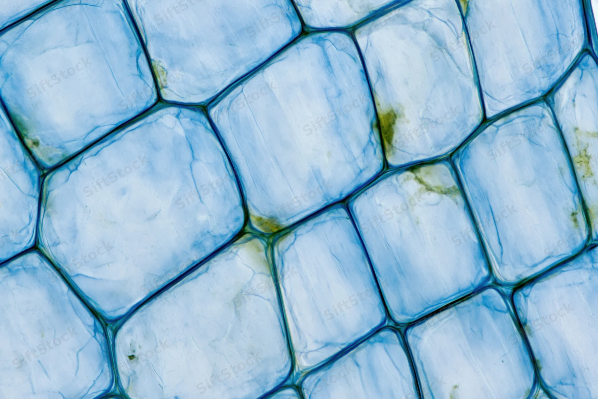 Magnified view of onion epidermal cells stained with methylene blue dye under microscope