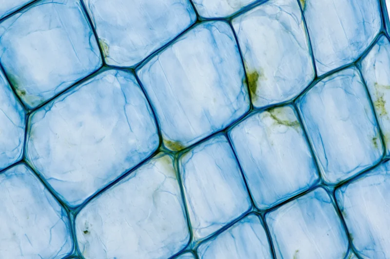 Magnified view of onion epidermal cells stained with methylene blue dye under microscope