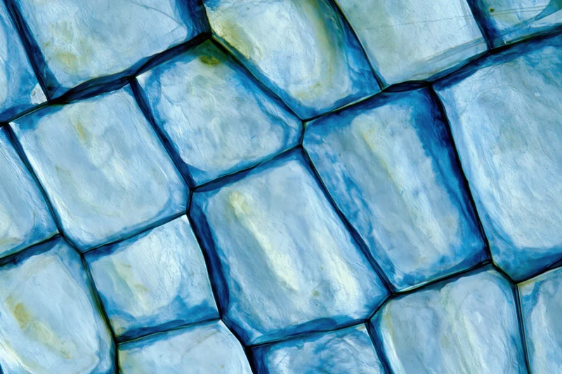 Magnified view of onion epidermal cells stained with methylene blue dye under microscope