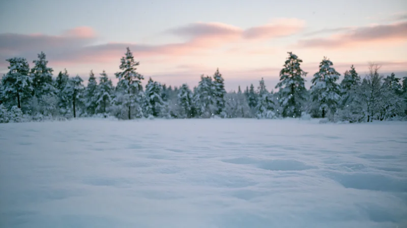 Snow-covered field with snowflakes falling gently at dusk under pink sky with snow-laden pine trees in background