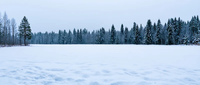 Snow-covered meadow in winter with pine forest in the distance under overcast sky