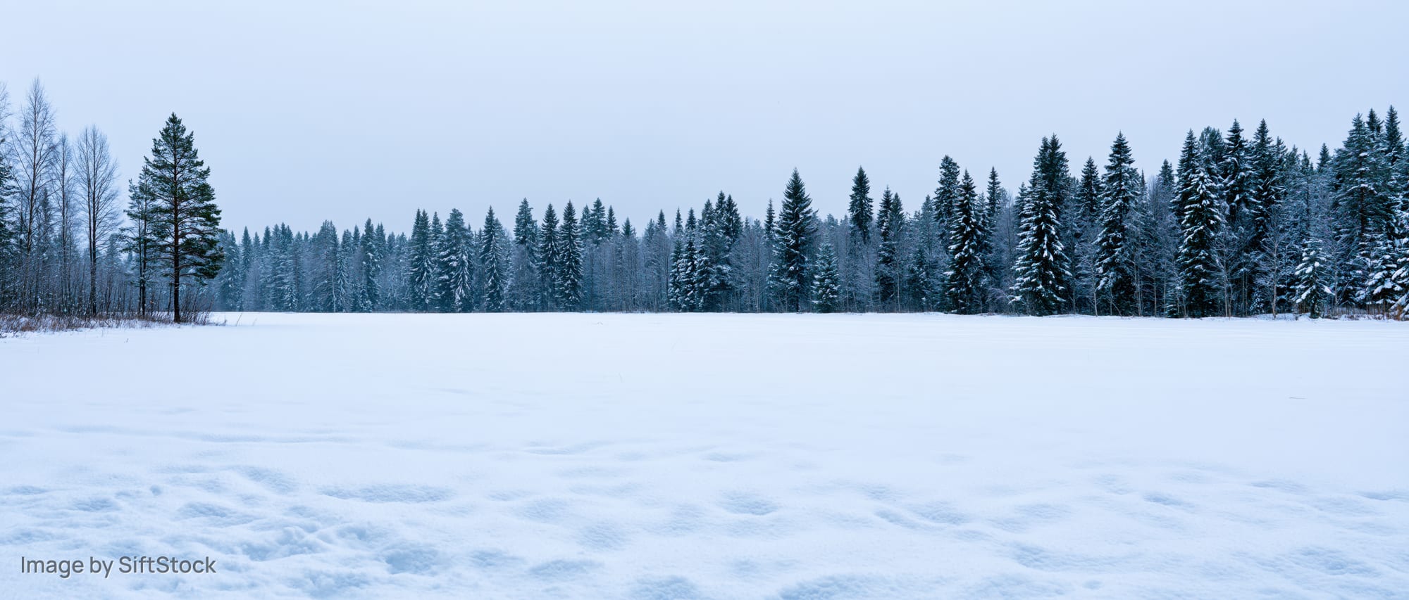Snow-covered meadow in winter with pine forest in the distance under overcast sky